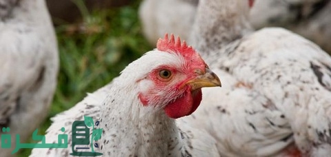 افضل برنامج وخطة لتربية دواجن التسمين 4 أفضل برنامج لتربية دواجن التسمين