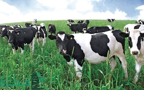 أفضل وأجود أنواع الجاموس الحلاب في مصر (ملف كامل)