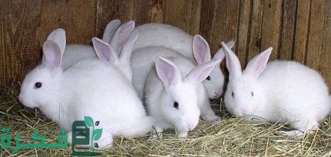 أماكن بيع سلالات الأرانب في مصر