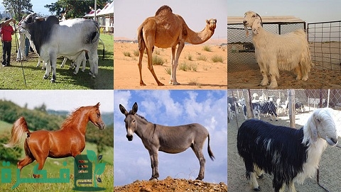 أهمية الإنتاج الحيواني وأهم عوامل الاهتمام به