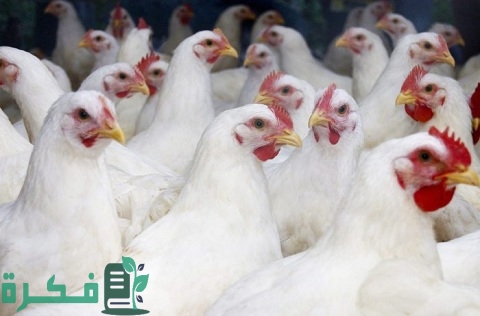 شرح خطوات تربية الدجاج في المنزل 1 تربية الدجاج في المنزل