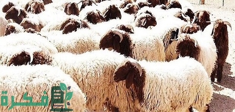 تسمين الأغنام على الشعير المستنبت