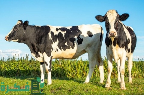 دراسة جدوى مشروع تربية الأبقار الحلوب في مصر