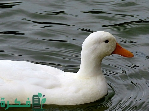 دراسة جدوى مشروع تربية البط المولار بالتفصيل