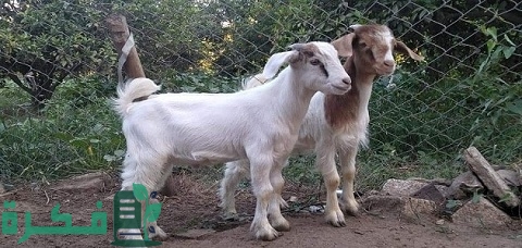 علاج الأغنام التي لا تأكل