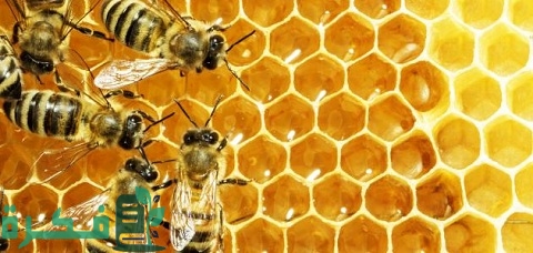 كم تنتج خلية النحل من العسل في السنة وما هي شروط تربية النحل؟