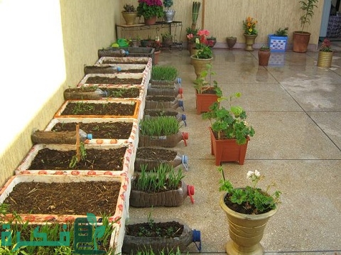 كيفية زراعة الاسطح المنزلية بالصور