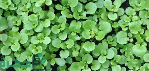 كيفية زراعة الجرجير في المنزل