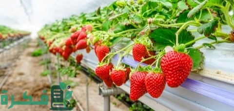 شرح خطوات زراعة الفراولة في الجزائر 4 كيفية زراعة الفراولة في الجزائر بالتفصيل
