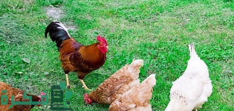 ماذا يأكل الدجاج البلدي .. علف الدجاج البياض البلدي