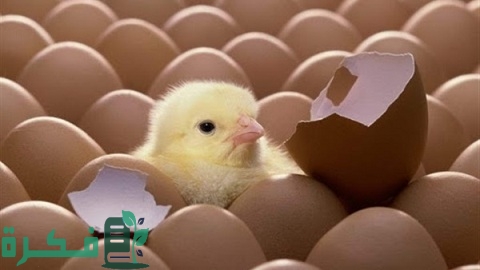 مدة تفقيس بيض الدجاج البلدي ودرجة الحرارة اللازمة التي تناسبهم