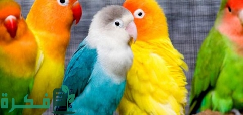 مزارع طيور الزينة في مصر وافضل شركات تصدير طيور الزينة في مصر 1 مزارع طيور الزينة في مصر