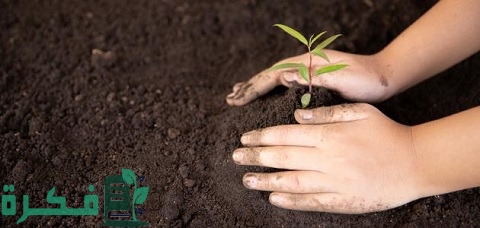 وقت زراعة الأشجار المثمرة