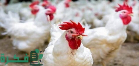 الفرق بين العلف البادي والنامي والناهي وكيفية تغيير نوع العلف للفراخ البيضاء