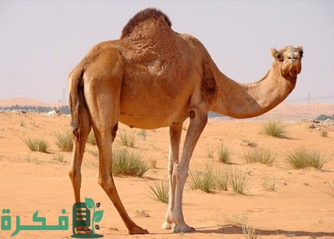 هل ورد حديث عن شرب بول الإبل