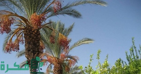 دراسة جدوى زراعة النخيل في مصر بالتفصيل