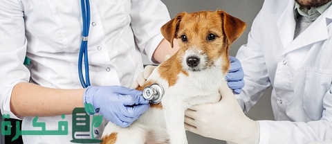 دراسة جدوى مشروع صيدلية بيطرية