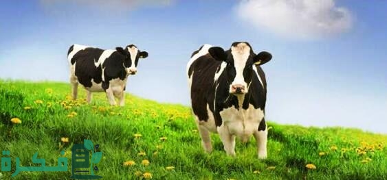 اسباب توقف الكرش