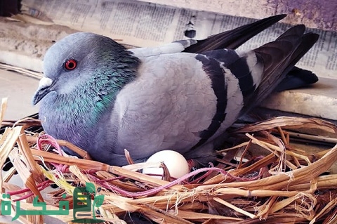 كم مرة تبيض الحمامة في السنة وميعاد فقس البيض