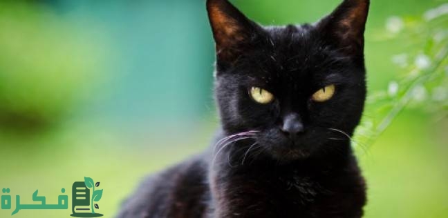 11156933011507128380