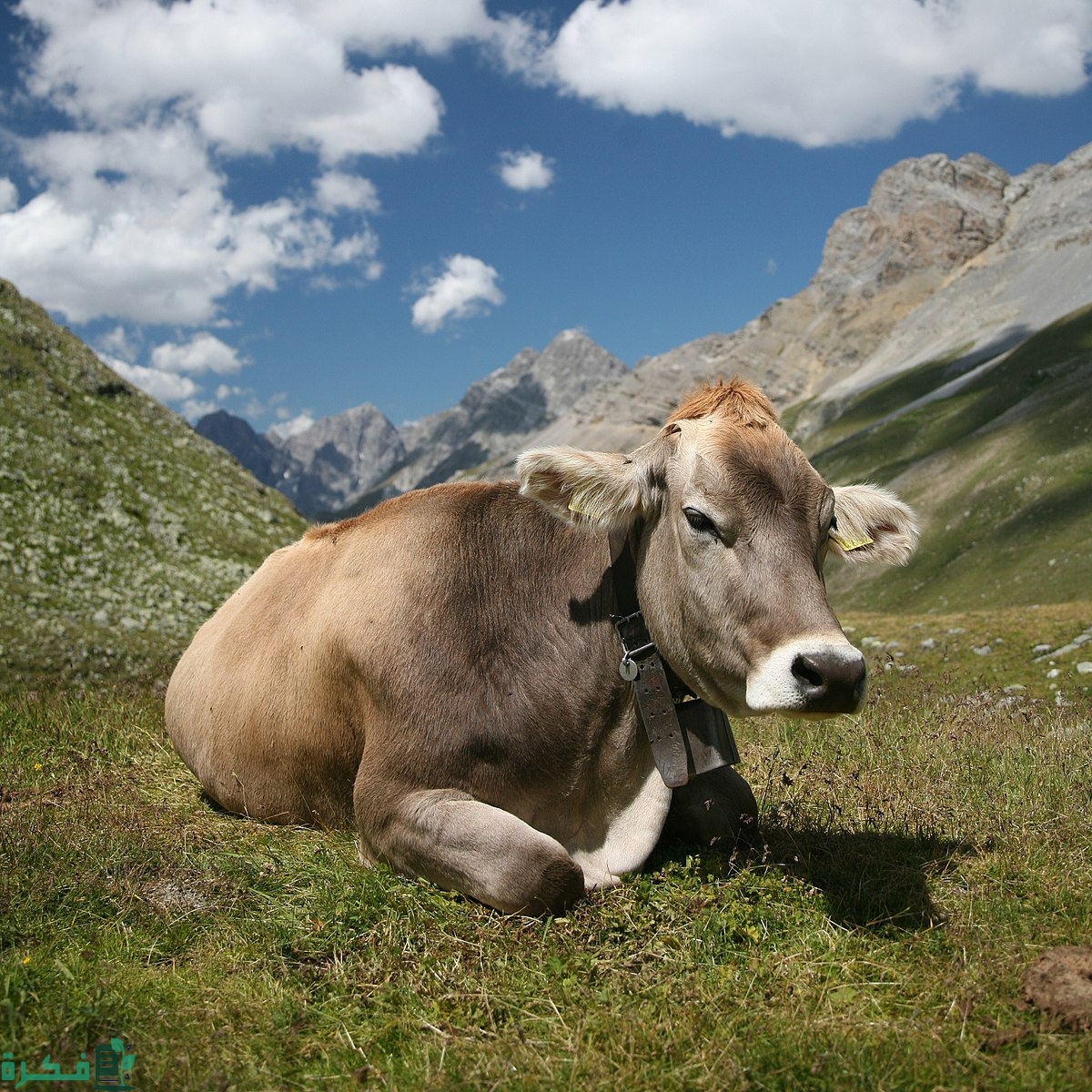 كم مرة تلد البقرة في حياتها