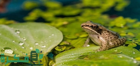 كم عدد حجرات قلب الضفدع