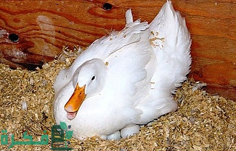 كم يوم يفقس بيض الوز