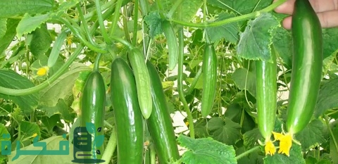 دراسة جدوى زراعة الخيار في البيوت المحمية