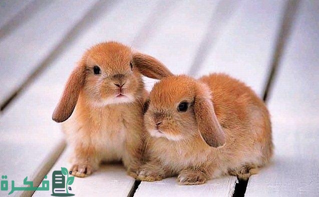 كم مرة تلد الأرنب في السنة