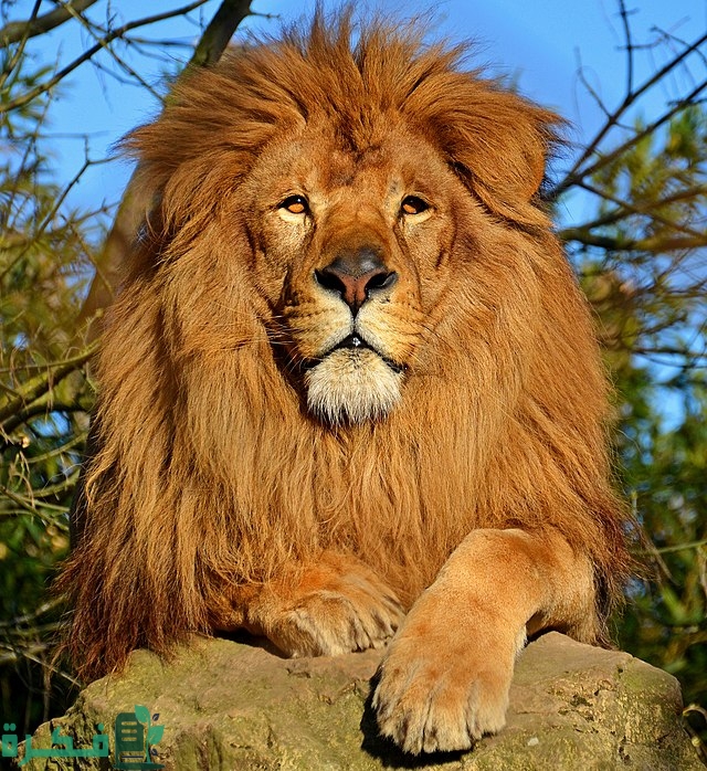 كم مرة ذُكر اسمُ الأسد في القرآن 5 640px Lion dAfrique