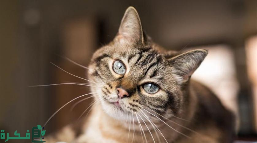 هل تأكل القطط المرتديلا