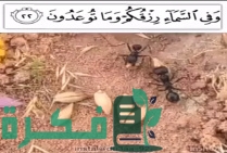 ما صحة قصة النملة وحبة القمح مع سيدنا سليمان 3 IMG 20190423 194908