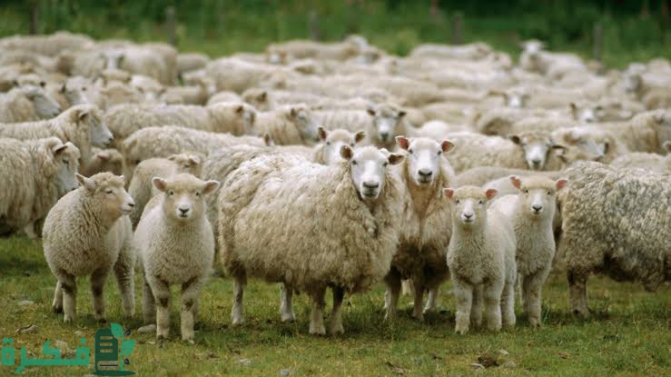 images 2022 10 13T115101.928