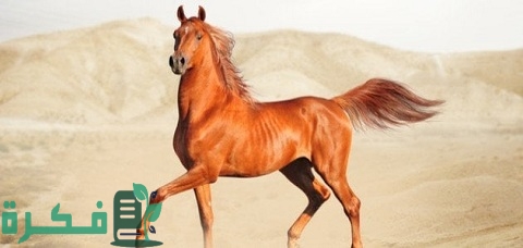 أسماء خيول سعودية مشهورة ومعانيها