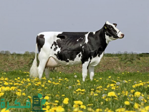 أشهر أمراض الأبقار وطرق علاجها