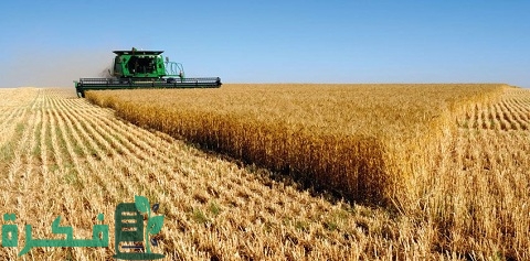 أشهر المحاصيل الزراعية في الوطن العربي