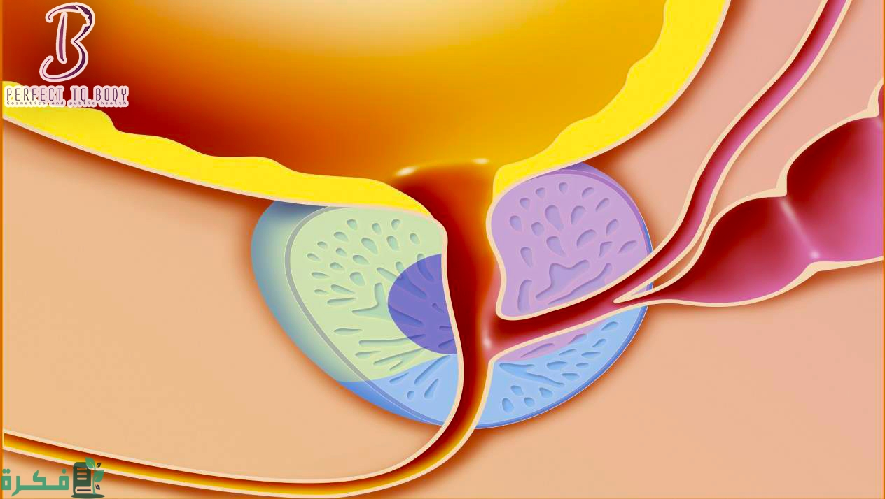 مفهوم البروستاتا