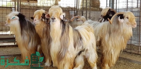 أنواع الأغنام في سلطنة عمان