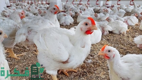 إنشاء مزرعة دواجن في المنزل