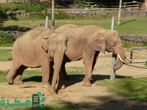 الحيوانات التي تتكاثر عن طريق الإخصاب الداخلي