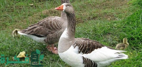 الفرق بين البط المولار والمسكوفى وبعض المعلومات عن نوعي البط