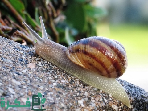 ترتيب أبطأ الحيوانات في العالم بالصور