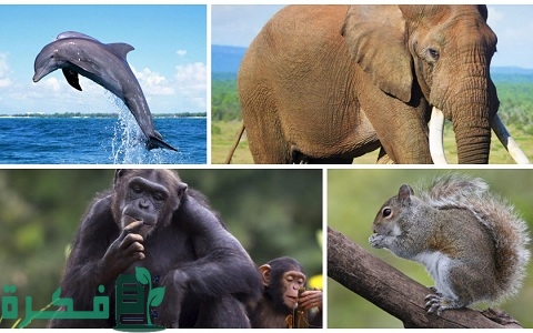 ترتيب أذكى 10 حيوانات في العالم