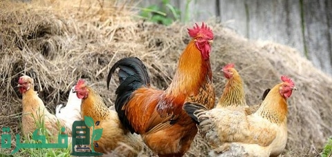 كم يستهلك الدجاج من العلف في اليوم 5 جدول استهلاك العلف للدواجن.. كل ما تحتاجه لتربية الدواجن