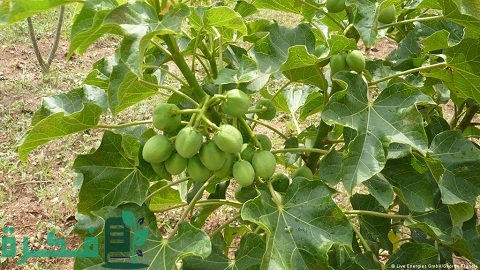 دراسة جدوى زراعة الجاتروفا في مصر التكلفة بالكامل 4 دراسة جدوى زراعة الجاتروفا في مصر