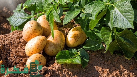 دراسة جدوى زراعة فدان بطاطس وأصناف البطاطس