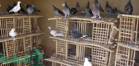 دراسة جدوى مشروع تربية الحمام مربح وناجح