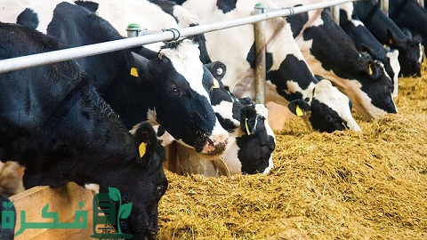 دراسة جدوى مصنع أعلاف مواشي