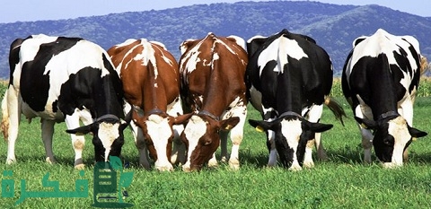 سبب امتناع الأبقار عن الأكل