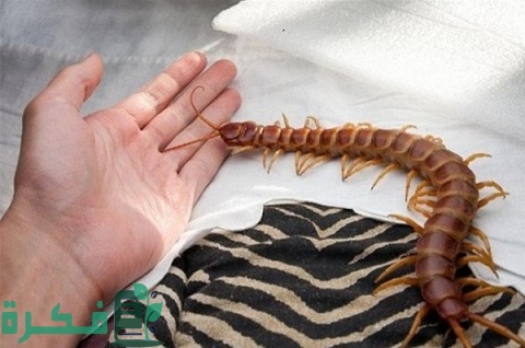 سبب وجود أم أربعة وأربعين في المنزل